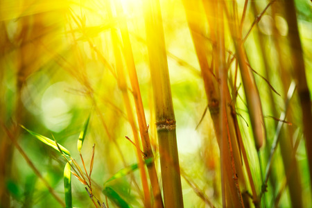 Bamboo forest. Growing bamboo over blurred sunny backgroundの写真素材