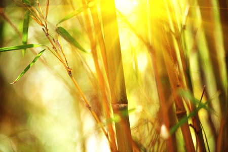 Bamboo forest. Growing bamboo over blurred sunny backgroundの写真素材
