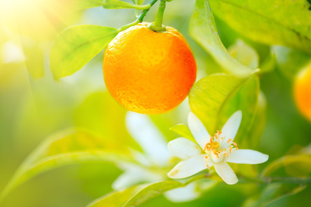 Ripe oranges or tangerines hanging on a tree. Organic juicy orange growing in sunny orchardの写真素材
