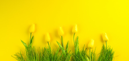 Easter background. Bright yellow spring blooming tulip flowers and fresh grass over yellow background. Easter backdropの写真素材