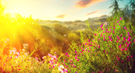 Spring nature background. Beautiful landscape park with green grass, blooming wild flowers and trees. Sunset sceneの写真素材
