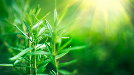 Bamboo forest. Growing bamboo border design over blurred sunny background. Nature backdropの写真素材
