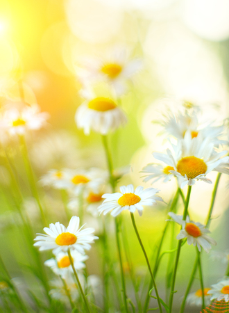 Chamomile flowers border. Beautiful nature scene with blooming medical chamomilles in sun flare. Daisy summer fieldの写真素材