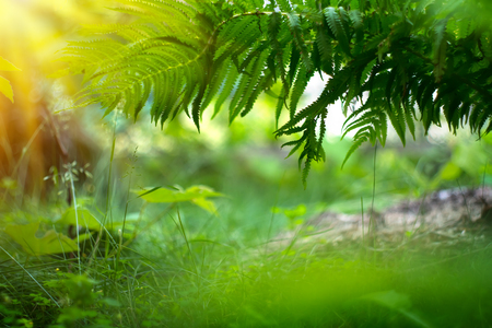 Fern growing in summer garden. Green fern leaves over blurred green bokeh background. Gardening, landscaping design conceptの写真素材