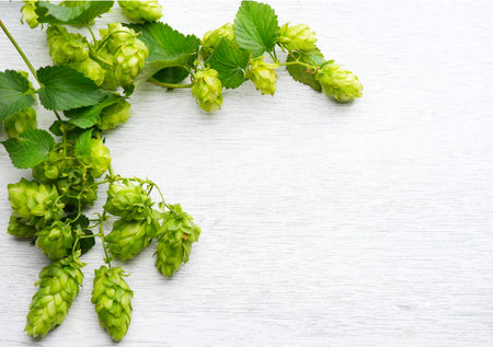 Hop. Fresh whole hops on white wooden table. Blossoming hops with green leaves closeup over white...
