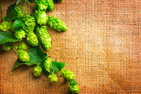 Hop twig on burlap texture. Beer production ingredient. Brewery concept. Shabby sack linen texture backgroundの写真素材