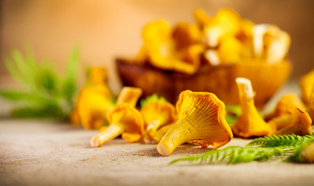 Raw wild chanterelle mushrooms on old rustic table background. Organic fresh chanterelles background. Soft focusの写真素材