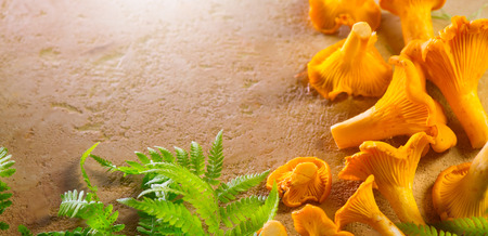 Fresh wild chanterelles mushrooms closeup on rustic background. Organic chanterelle background on a table, closeupの写真素材