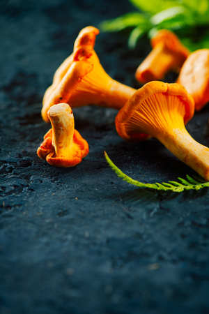 Raw wild chanterelles mushrooms on dark old rustic background. Organic fresh chanterelle background on a table, closeup. Soft focusの写真素材