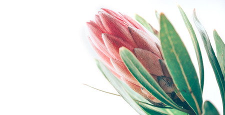 Protea bud closeup. Pink King Protea flower isolated on white background. Beautiful fashion flower macro shot. Valentine's Day giftの写真素材