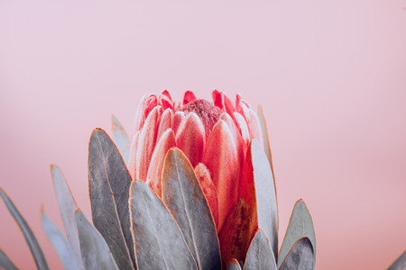 Protea bud closeup. Red King Protea flower on pink background. Beautiful fashion flower macro shot. Valentine's Day giftの写真素材