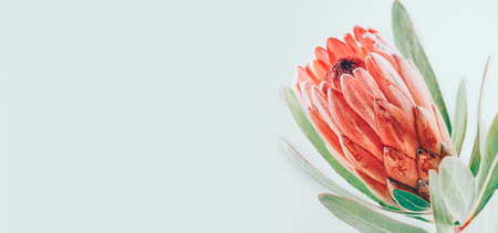 Protea bud closeup. Pink King Protea flower isolated on grey background. Beautiful fashion flower macro shot. Valentine's Day giftの写真素材