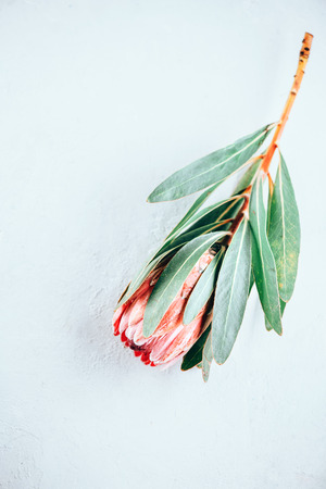 Protea bud closeup. Pink King Protea flower isolated on grey background. Beautiful fashion flower macro shot. Valentine's Day gift. Vertical Flatlayの写真素材