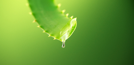 Aloe Vera gel dripping from Aloe green leaf closeup. Skincare concept. Drop of Aloevera fresh juice macro shot. Alternative medicineの写真素材