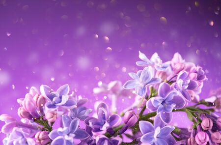 Lilac flowers bunch violet art designの写真素材