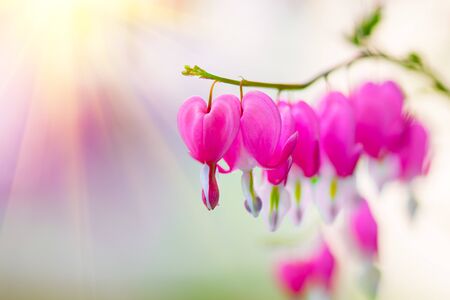 Dicentra flower heart shaped flowers. Pink bleeding heart flowers bouquetの写真素材