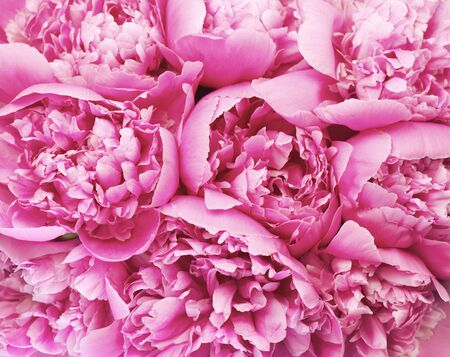 Beautiful pink peony bouquetの写真素材