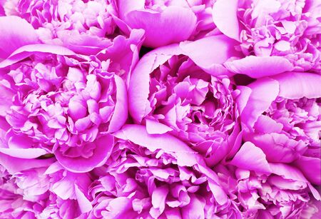 Beautiful pink peony bouquetの写真素材