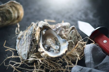 Oyster. Fresh oysters closeup with knife on darkの写真素材