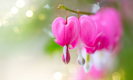 Dicentra flower heart shaped flowers. Pink bleeding heart flowers bouquetの写真素材