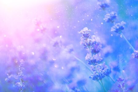 Lavender. Blooming fragrant lavender flowers on a field, closeup.の写真素材