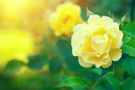 Roses. Beautiful yellow climbing rose blooming in summer garden.の写真素材