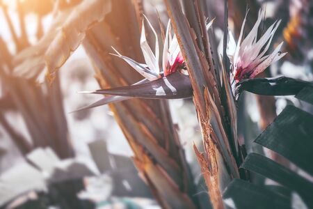 Strelitzia Nikolai blooming. Giant white bird of paradise plant with flowers. Wild banana. Gardening, landscaping designの写真素材