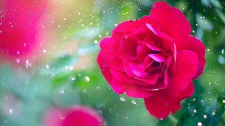 Red rose. Beautiful red rose flowers blooming in summer garden. Roses growing outdoors. Gardening conceptの写真素材