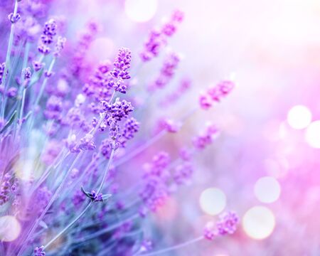 Lavender. Blooming fragrant lavender flowers on a field, closeup. Violet background of growing lavender swaying on wind. Aromatherapyの写真素材