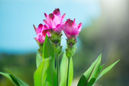 Curcuma plant blooming outdoors. Flowers of growing Turmeric plant. Siam tulip, Alismatifolia flowerの写真素材