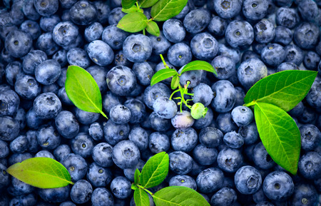 Blueberry background. Ripe and juicy fresh picked blueberries backdrop, closeup. Organic Blue berriesの写真素材