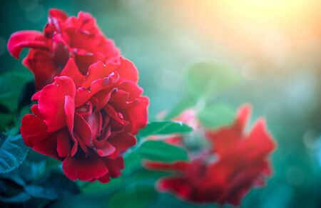 Red rose flowers blooming over sunset. Beautiful Roses growing in summer garden. Gardening conceptの写真素材