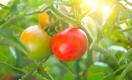 Tomato. Fresh and ripe organic Cherry tomatoes growing in a garden. Tomato hanging on a branch. Agricultureの写真素材