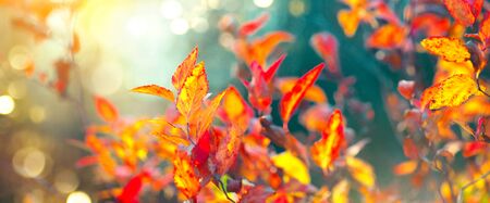 Autumn colorful bright leaves swinging in a tree in autumnal park. Fall colorful background. Beautiful nature sceneの写真素材