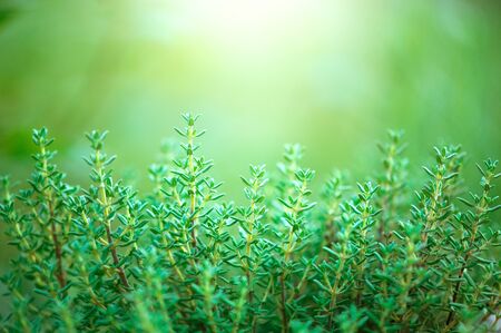 Thyme herb growing in a garden. Organic herbs. Thyme plant close-up.の写真素材