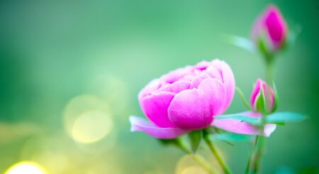 Beautiful Rose blooming in summer garden.の写真素材