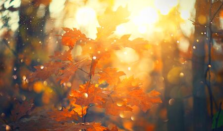 Autumn colorful bright Leaves swinging in a tree in autumnal Park.の写真素材