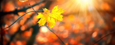 Autumn colorful bright Leaves swinging in a tree in autumnal Park.の写真素材