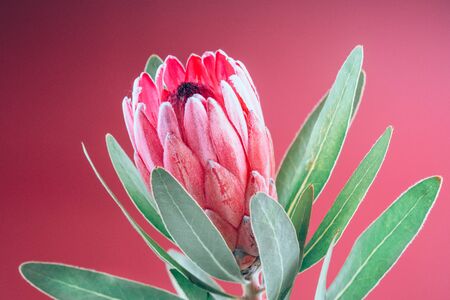 Protea flower bunch. Blooming Pink King Protea Plant over pink background. Extreme closeup. Holiday gift, bouquet, bud. One Beautiful fashion flower macro shot. Valentine's Day or birthday giftの写真素材