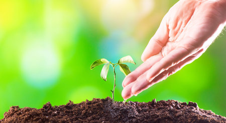 Farmer's hand watering a young plant. Young plant growing in the morning light, new life growth....