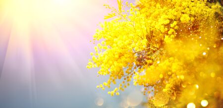 Mimosa Spring Flowers Easter background. Holiday backdrop, border art design. Blooming mimosa tree over blue sky, bright sun flare. Mother's Day. Garden, gardening. Spring holiday blossomの写真素材