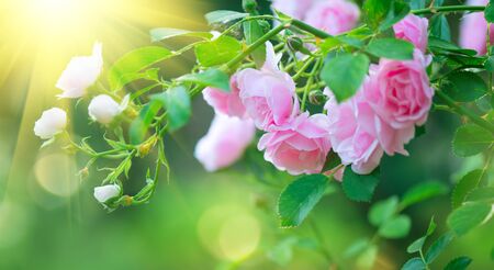 Beautiful pink Rose blooming in summer garden.の写真素材