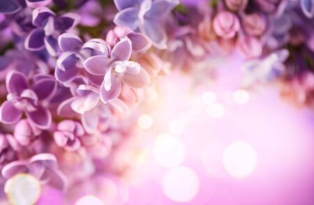 Lilac flowers bunch violet art designの写真素材