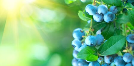 Blueberry. Fresh and ripe organic Blueberries plant growing in a garden.の写真素材
