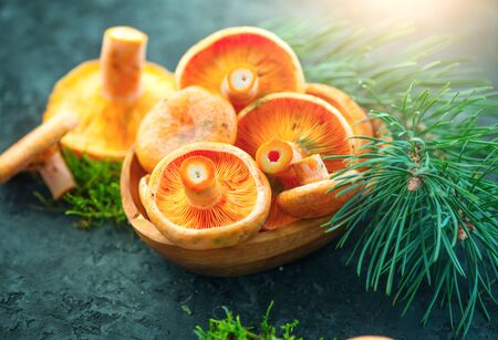 Raw wild Saffron milk cap mushrooms on dark old rusticの写真素材