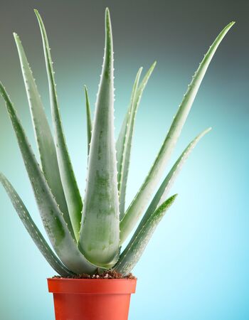 Aloe Vera closeup. Aloevera plant in a pot, houseplant, natural organic renewal cosmetics, alternative medicine. Skin care concept. Moisturizing. On green with blue background.の写真素材
