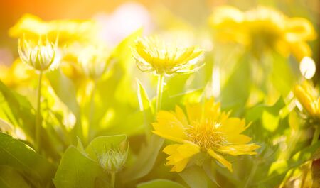 Yellow daisy flowers blooming in a garden close-up. Bright yellow and orange vivid daisies flower. Beautiful bright flower. Sun flares. Gardening, garden designの写真素材