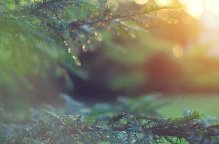 Blurred garden backdrop. Spruce growing in summer garden. Spruce outdoors, conifer needles close-up, nature. Sun flares. Garden design, gardening. Landscapingの写真素材