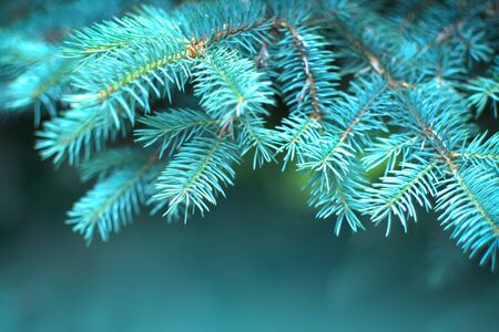 Blue Spruce growing in summer garden. Spruce outdoors, conifer needles close-up, nature. Sun flares. Garden design, gardening. Landscape design. Christmas tree borderの写真素材