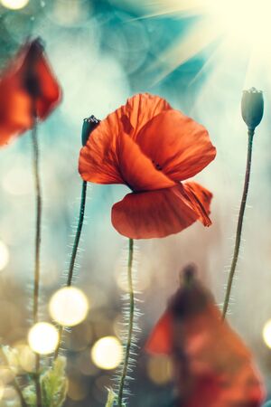 Poppy flowers field nature spring background. Blooming Poppies over blue sky on wind. Rural landscape with red wildflowers. Vertical imageの写真素材